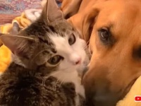 犬と子猫の「はじめまして！仲良くしてね」そして本当に親友になった2匹のいちゃこらっぷりに癒されよう