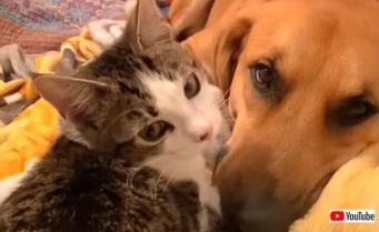 犬と子猫の「はじめまして！仲良くしてね」そして本当に親友になった2匹のいちゃこらっぷりに癒されよう