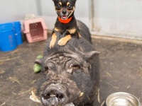 切り離せない仲だった。大親友の犬と豚、ティモンとプンバァが保護され、一緒に新たな生活がはじまる