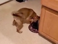 ひらめいた！水遊びがしたい犬が飲み水に肉球をつけてスポポポポ～ン！