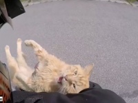 そのまま通り過ぎるなんて、できるわけないじゃないか！道で出会った生き物を助けるやさしいバイク乗りたち