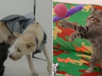 Hope For Paws～犬のゴーストと猫のキャスパー。一度のミッションで2つの命の保護に成功