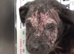 皮膚炎でボロボロ…殺処分寸前の犬を見捨てることはなかった。
