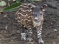 うれしいニュース。サンディエゴ動物園で絶滅危惧種のベアードバクの赤ちゃんが生まれたよ！