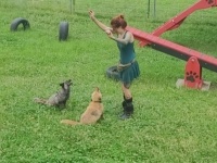 こいつら可愛すぎじゃない？保護狐たちに犬のようにトレーニングしてみた結果