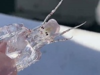透明な体に黒ゴマがついたような、この謎生物の正体は？