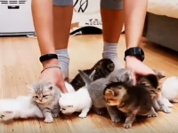 こりゃ大変だわー。子猫10匹の撮影現場がカオスと化していた