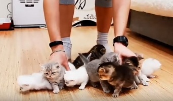 こりゃ大変だわー。子猫10匹の撮影現場がカオスと化していた