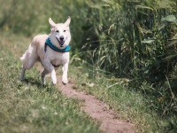 なんで？犬がしている変なことの理由7つを解明