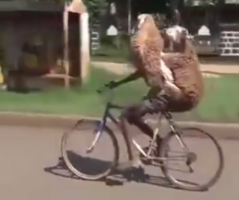 【二度見必須】自転車でひつじ2匹を背負い片手運転をする男