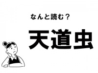 【難読】“てんどうむし”ってなに？ 「天道虫」の正しい読み方