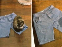 オレがオマエに何をした！リベンジやら肩透かしやら、思い通りにはいかない動物たちの所業総集編