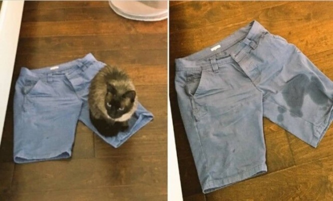 オレがオマエに何をした！リベンジやら肩透かしやら、思い通りにはいかない動物たちの所業総集編