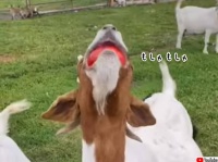 君は見たことがあるか？ヤギがトマトを食べる姿を