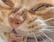 「ねこです」←本当に...？　X上の写真に3.3万人困惑「私が知ってる猫たんじゃない」「範馬勇次郎すぎる」