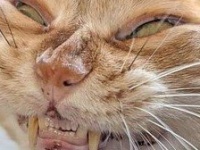 「ねこです」←本当に...？　X上の写真に3.3万人困惑「私が知ってる猫たんじゃない」「範馬勇次郎すぎる」