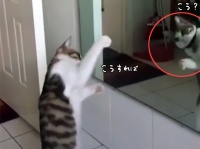 鏡の前でフォームをチェック？シャドーボクシングの練習に余念がない猫。
