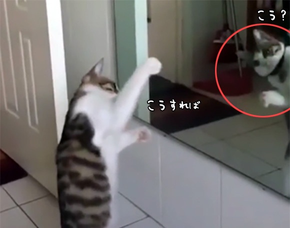 鏡の前でフォームをチェック？シャドーボクシングの練習に余念がない猫。