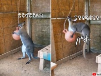 勝てる気がしない！ワラビーの特訓会場はこちらです