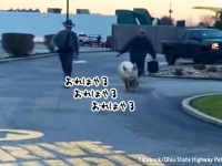 まさに遁（トン）走。ブタが逃げ出しマクドナルドのドライブスルーで捕獲される