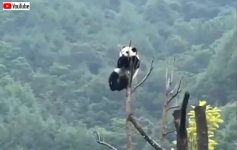 落下注意な木登りパンダ「無事下りられた？」と世界中から心配される