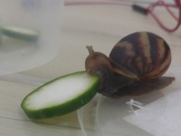 きゅうりをかじるカタツムリがあまりにもかわいかったのでコラ職人がんばる
