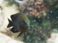 魚が養殖ビジネスを行っていた。エビを飼育して藻類を育てている魚を発見（ベリーズ）