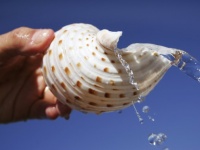 ネアンデルタール人は海に素潜りし、道具になる完璧な貝を探していた（米研究）