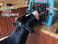 病院に行く猫が心配でいてもたってもいられない大型犬のグレート・デン