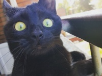 「およ？」はじめて外の世界を見た猫の反応