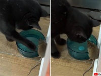 猫が知らぬ間にネズミと友達になっていた件。同じ皿の水を飲んでいた