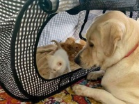3匹の子猫の育ての親を買って出た犬、我が子のように愛情を注ぐ（アメリカ）