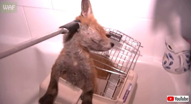 mangeyfox4_640
