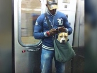 筋トレ！？　大型犬をバッグに入れて持ち運ぶNYのマッチョガイたち