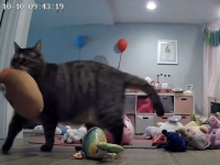 毎晩ベッドルームのドアの前に貢物を持ってくる猫。それがどんどんエスカレートして...