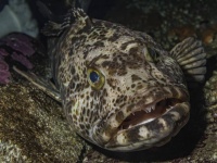 555本もの歯をもつ魚、キンムツ。毎日20本づつ歯が抜け替わっていることが判明