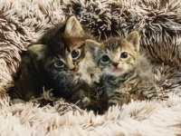 片時も離れず一緒にいた2匹の子猫の保護物語（アメリカ）