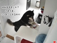 家事を何でもこなすハスキー犬、遠隔操作で炊飯器もセットしてくれる