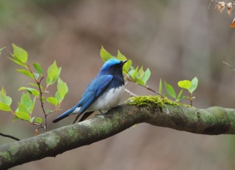 株式会社星野リゾートのプレスリリース画像