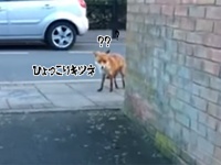 やせいのキツネがあらわれた！「&#10145;写真をとる」を選択したところ大切なものを盗られてしまいましたっていう。