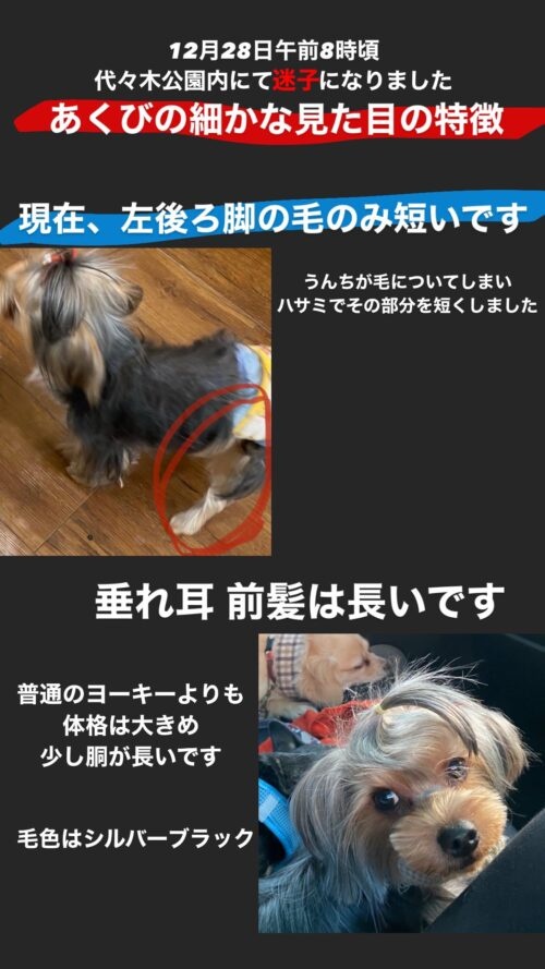 ヨークシャー・テリア　あくび捜索