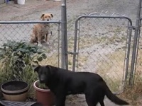 犬の見せたやさしさ。友達のためにドアを開けてあげる犬