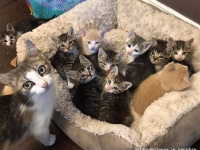 子供の数は総勢10匹！自分が産んでいない子猫の面倒も見ていた野良猫ママ