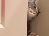 トイレのドアから無理やり入ろうとした猫。成功した瞬間のドヤ顔