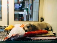 ニューヨーク州のペットショップで犬・猫・ウサギの販売を禁止する法案が可決（アメリカ）