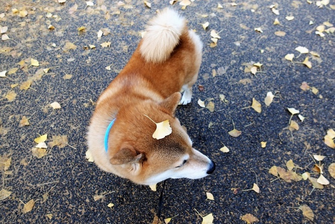 神宮外苑に大山寺！柴犬まる、色とりどりの紅葉スポットをめぐる