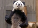 海外サイトが上野動物園のパンダを『カンフーパンダ』と報じる！？