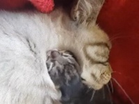 ママ猫の包容力が半端ない。裏庭に迷い込んできた猫が出産、今ではかわいい赤ちゃんをぎゅっと抱きしめているよ