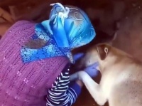 子供たちにご飯をくれてありがとう！女性に感謝の気持ちを表す母犬