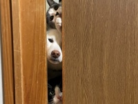 【愛おしい】ドアの陰から漂う気配。その正体は……ホラー展開かと思いきや真逆！ 「みんな可愛すぎ」の声が殺到